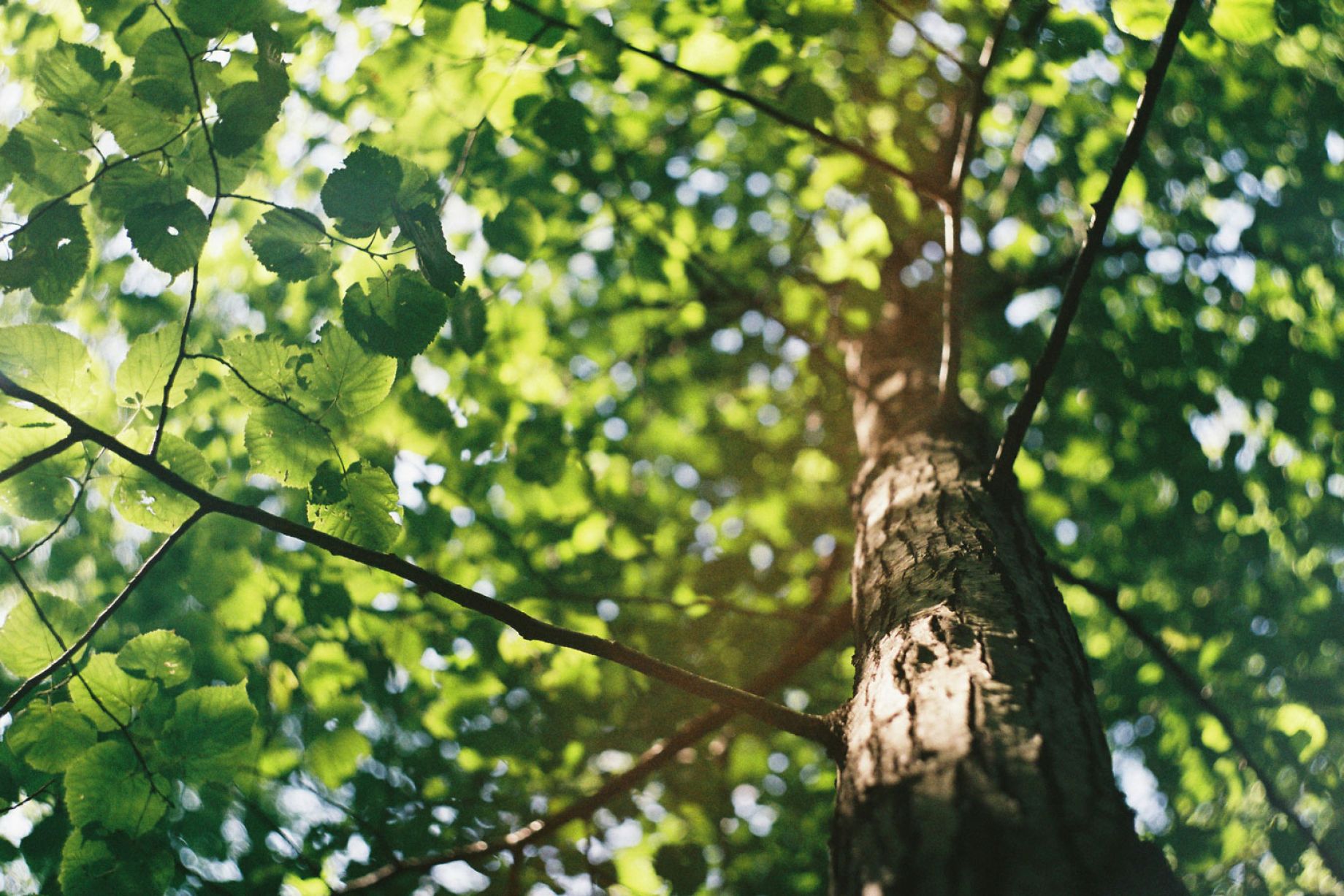 The Joy of Growing Moringa in Tampa Bay, Florida