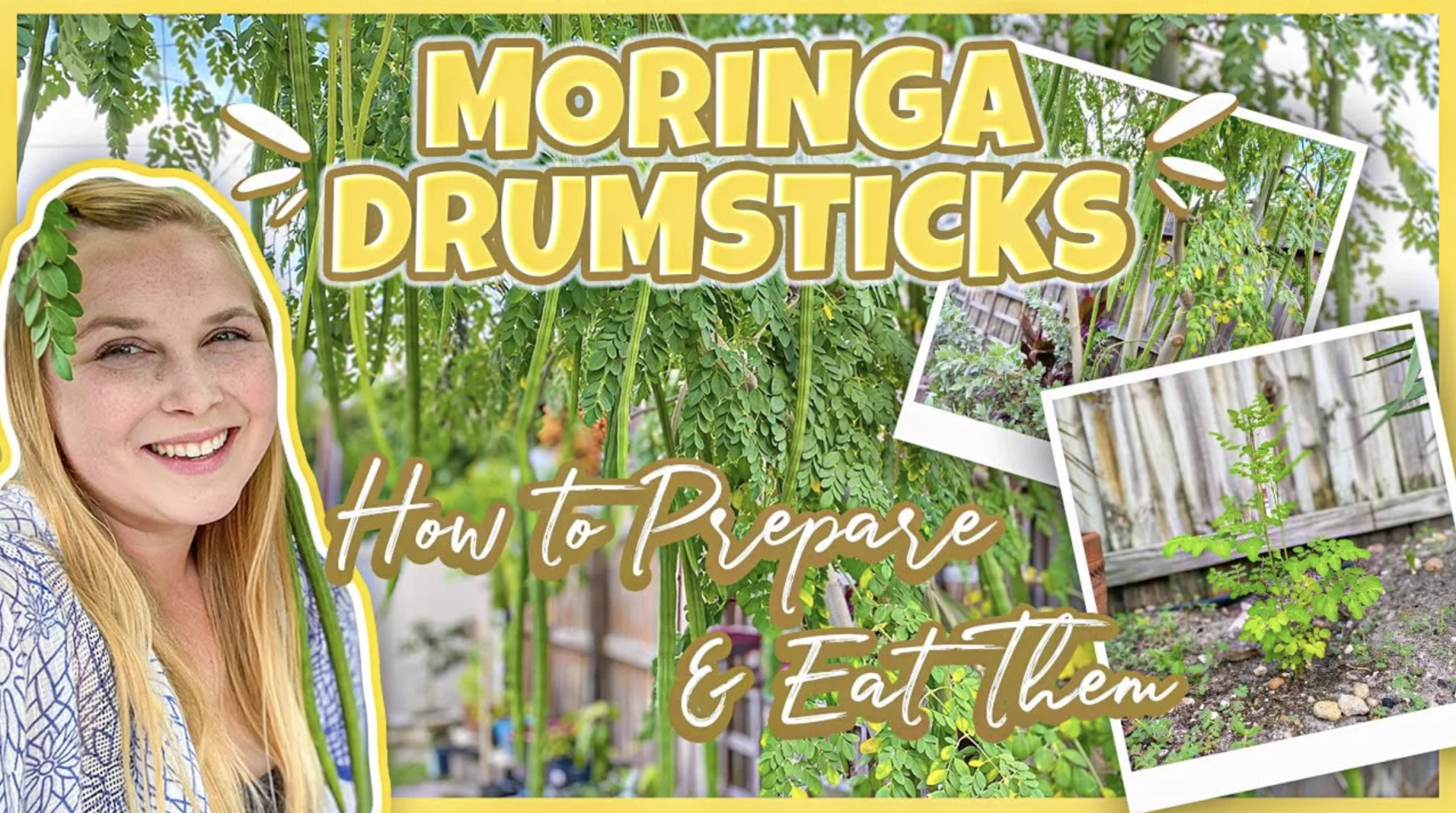 Moringa Drumsticks | How To Harvest, Prepare, & Eat The Moringa Tree Seed Pods