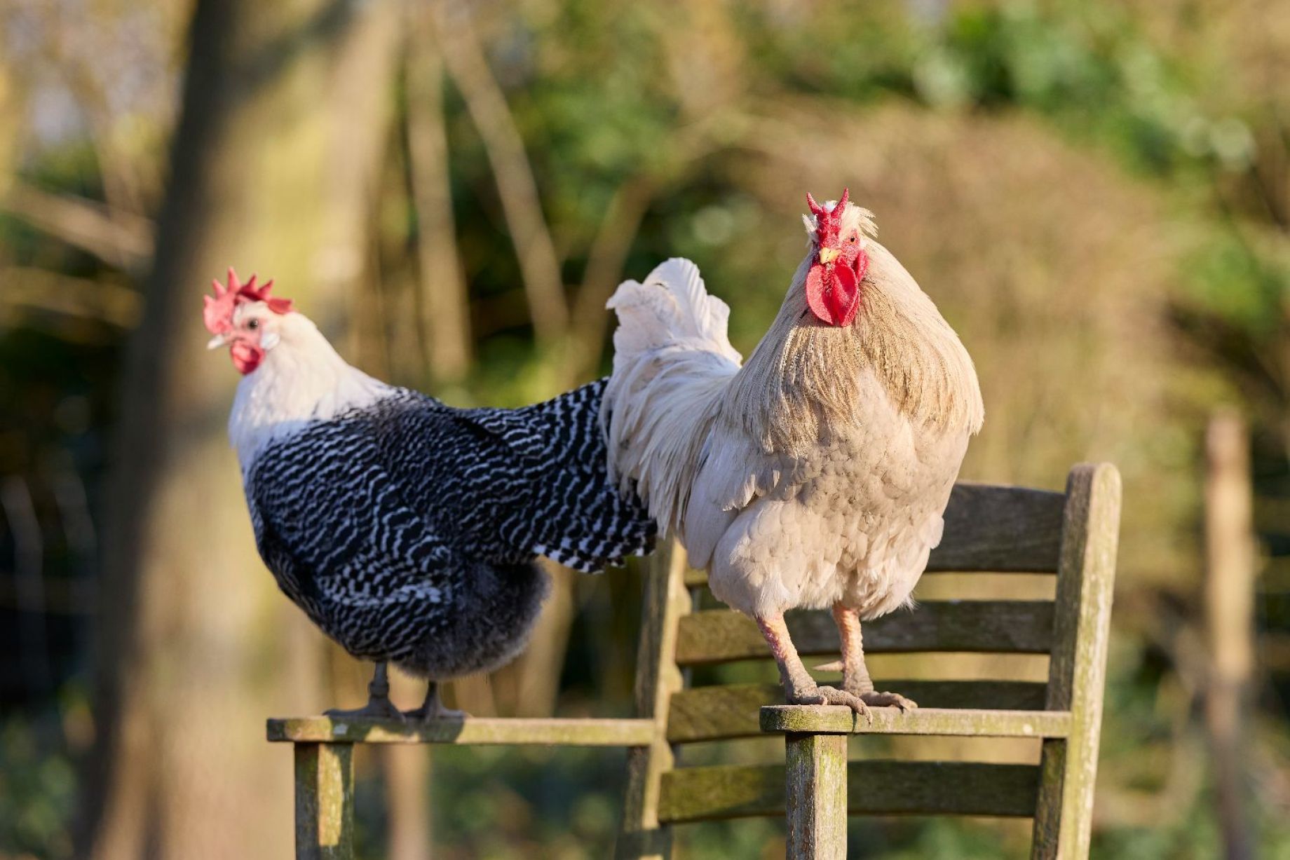 How to deter chickens from an area back yard chickens homesteading