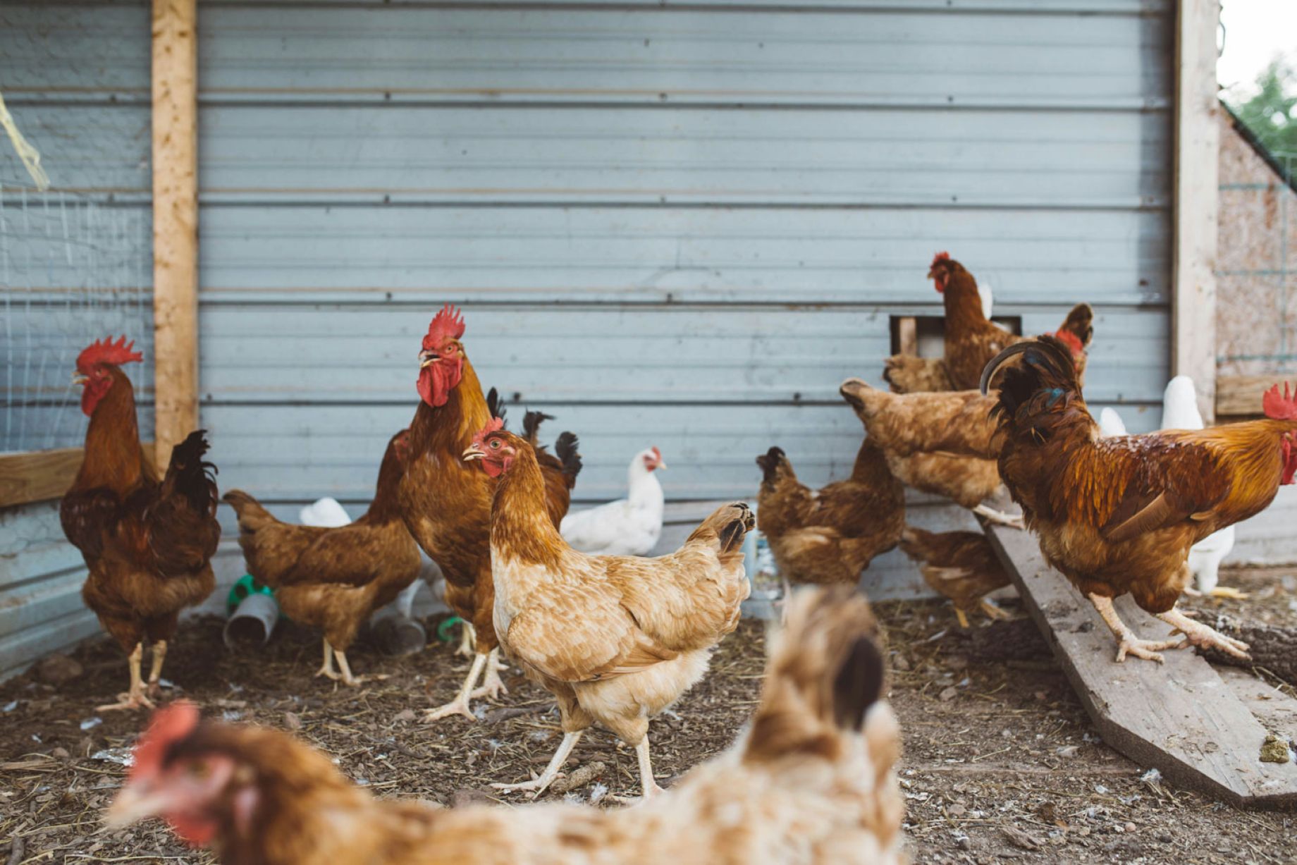 Why Chickens Make a Wonderful Addition to Your Homeschool Experience