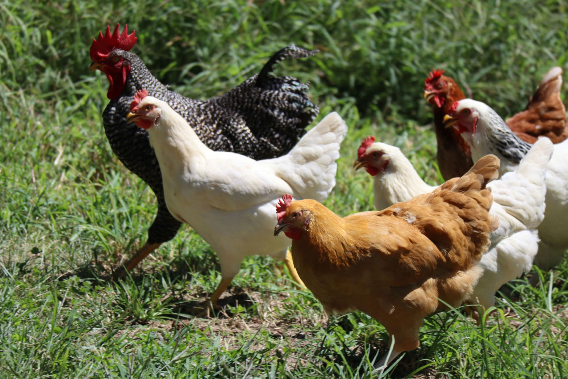 Why You Should Install a Chicken Fan in Your Coop This Summer