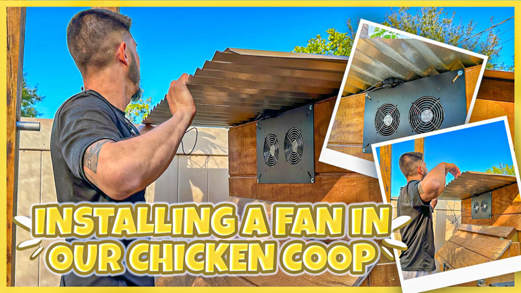 Installing A Fan In Our Chicken Coop | Saint Petersburg Florida Backyard Chickens | Urban Homestead