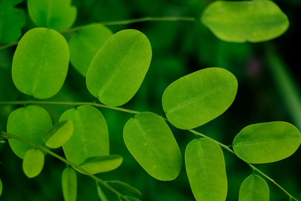 Moringa Drumsticks | How To Harvest, Prepare, & Eat The Moringa Tree Seed Pods